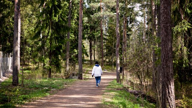 Ihminen kävelemässä metsäpolulla aurinkoisena päivänä. Kuva: Eeva Anundi.