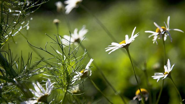 Päivänkakkaroita kedolla