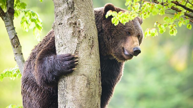 Karhu kiipeää puuhun